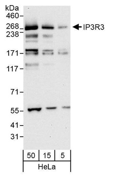 Rabbit anti-IP3R3 Antibody