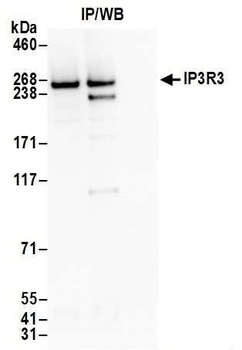 IP3R3 Antibody