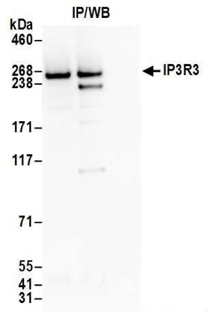 Rabbit anti-IP3R3 Antibody