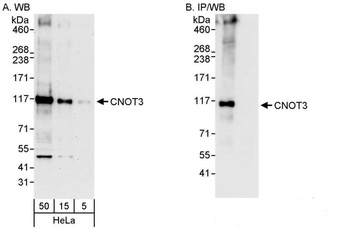 Rabbit anti-CNOT3 Antibody