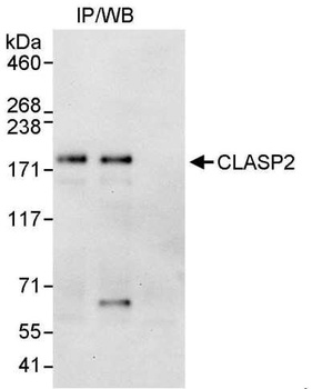 CLASP2 Antibody