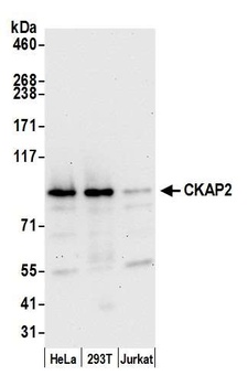Rabbit anti-CKAP2 Antibody