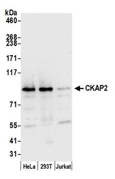 CKAP2 Antibody