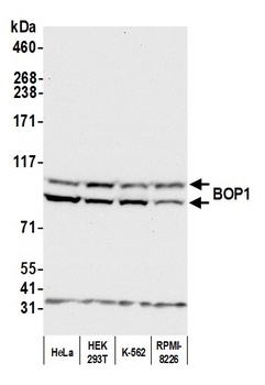 BOP1 Antibody