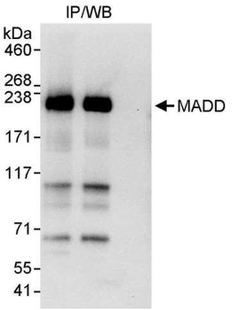 MADD Antibody