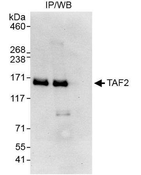 Rabbit anti-TAF2 Antibody