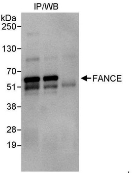 Rabbit anti-FANCE Antibody