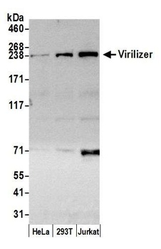 Virilizer Antibody
