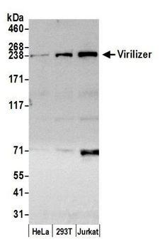 Rabbit anti-Virilizer Antibody