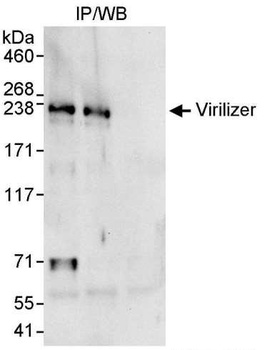 Rabbit anti-Virilizer Antibody