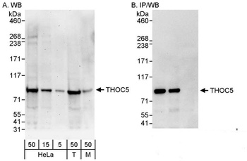 Rabbit anti-THOC5 Antibody