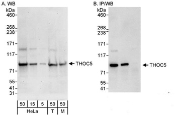 THOC5 Antibody