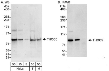 Rabbit anti-THOC5 Antibody