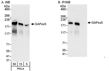 Rabbit anti-GAPex5 Antibody