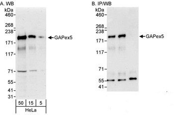 GAPex5 Antibody