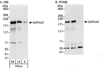 Rabbit anti-GAPex5 Antibody