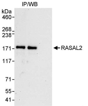Rabbit anti-RASAL2 Antibody
