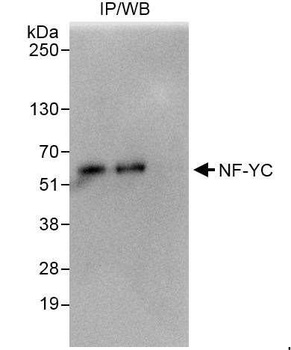 NF-YC Antibody