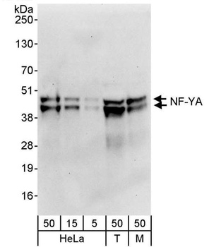 NF-YA Antibody