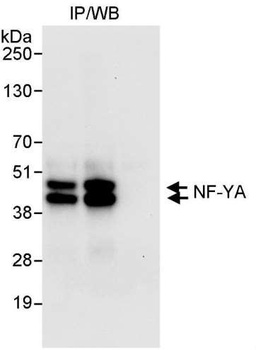 NF-YA Antibody