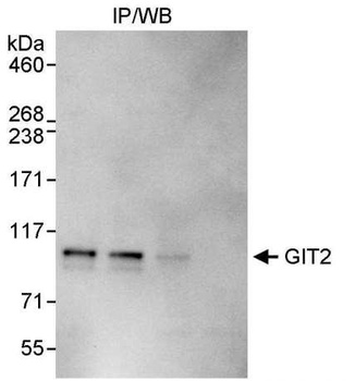 Rabbit anti-GIT2 Antibody