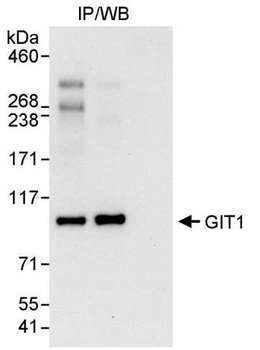 Rabbit anti-GIT1 Antibody