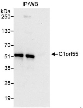 Rabbit anti-C1orf55 Antibody