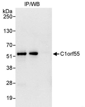 C1orf55 Antibody