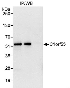 Rabbit anti-C1orf55 Antibody