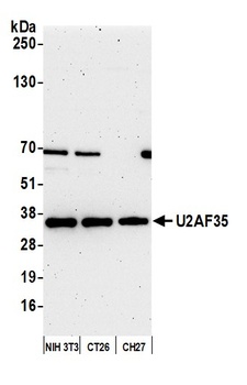 U2AF35 Antibody
