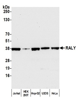 RALY Antibody