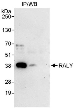 Rabbit anti-RALY Antibody