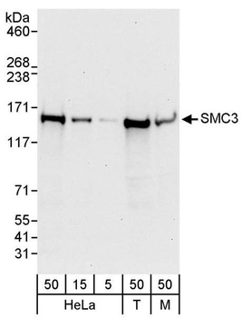 Rabbit anti-SMC3 Antibody