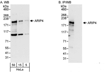 ARIP4 Antibody