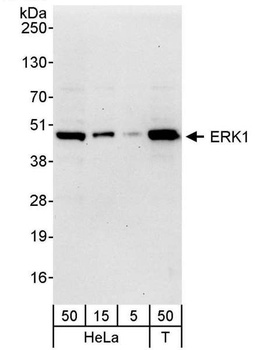 ERK1 Antibody