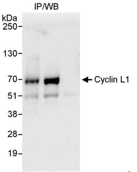 Rabbit anti-Cyclin L1 Antibody