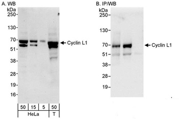 Rabbit anti-Cyclin L1 Antibody