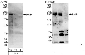 Rabbit anti-PHIP Antibody