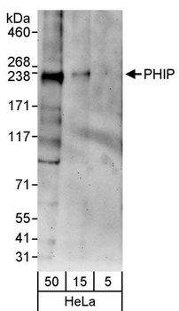 Rabbit anti-PHIP Antibody