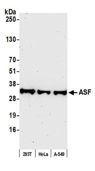 ASF Antibody
