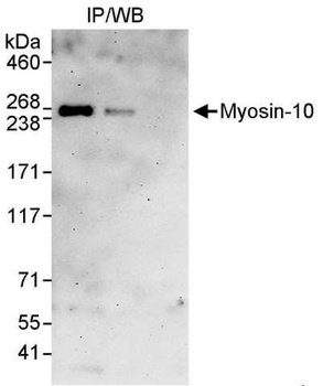 Myosin-10 Antibody