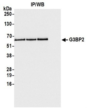 Rabbit anti-G3BP2 Antibody