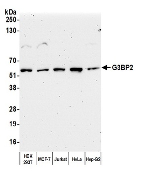 Rabbit anti-G3BP2 Antibody