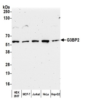 G3BP2 Antibody