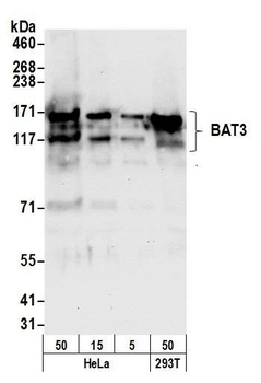 BAT3 Antibody