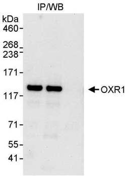 Rabbit anti-OXR1 Antibody