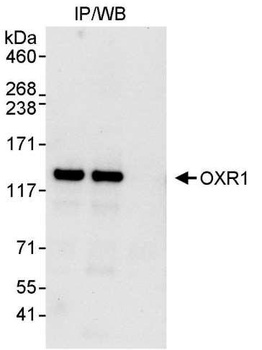 OXR1 Antibody