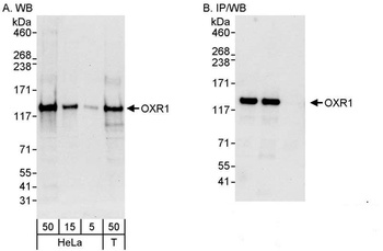 Rabbit anti-OXR1 Antibody