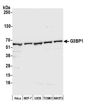 Rabbit anti-G3BP1 Antibody
