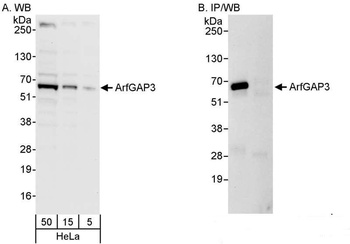 Rabbit anti-ArfGAP3 Antibody